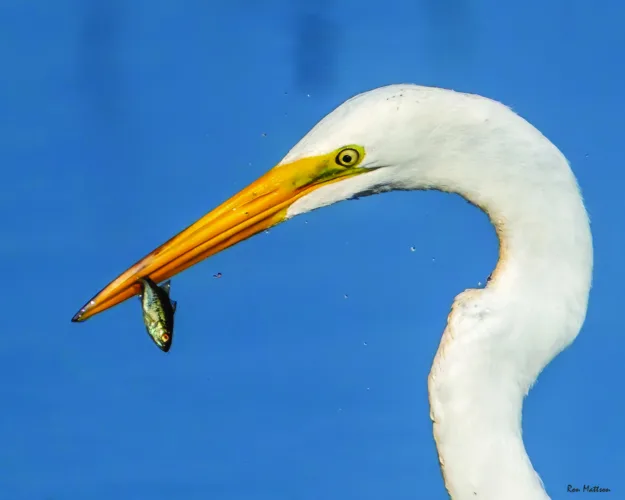 Fishing for dinner